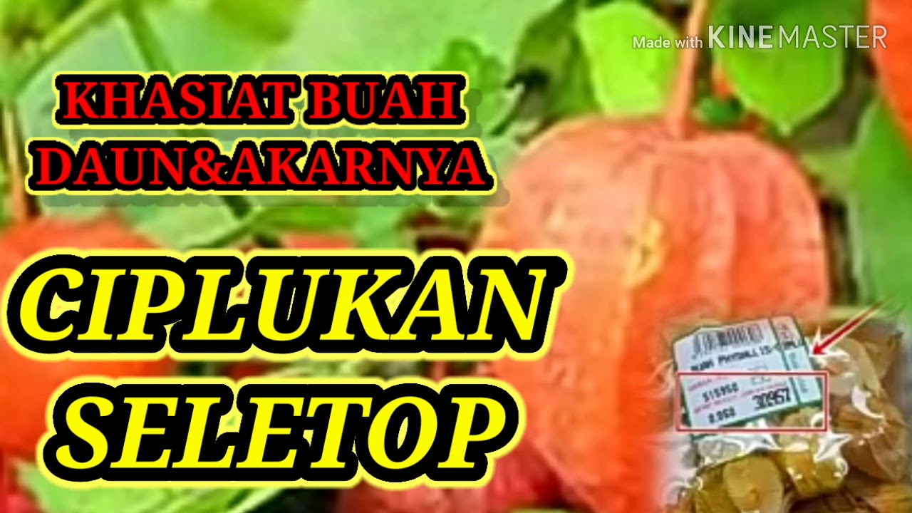 SEGUDANG KHASIAT CIPLUKAN/SELETOP 