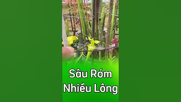 Cuộc đối đầu giữa cây bẫy kẹp và con sâu róm nhiều lông 😱  #câybẫykẹp  #câybắtmồi