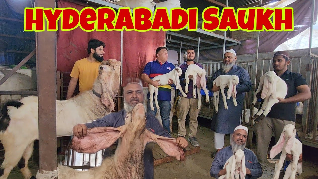 Hyderabadi Biggest Setup Surat Gujarat | S.K Goat Farm Ka Breeder & Results | Top Bakriyaa Surat.