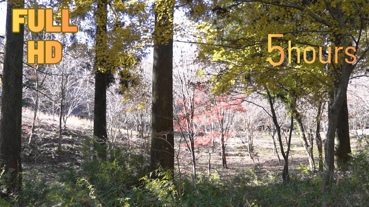 【自然音】癒しの森の音［鳥のさえずり］5時間   [Nature Sounds] Soothing Forest Sounds [Birds Chirping] 5hours