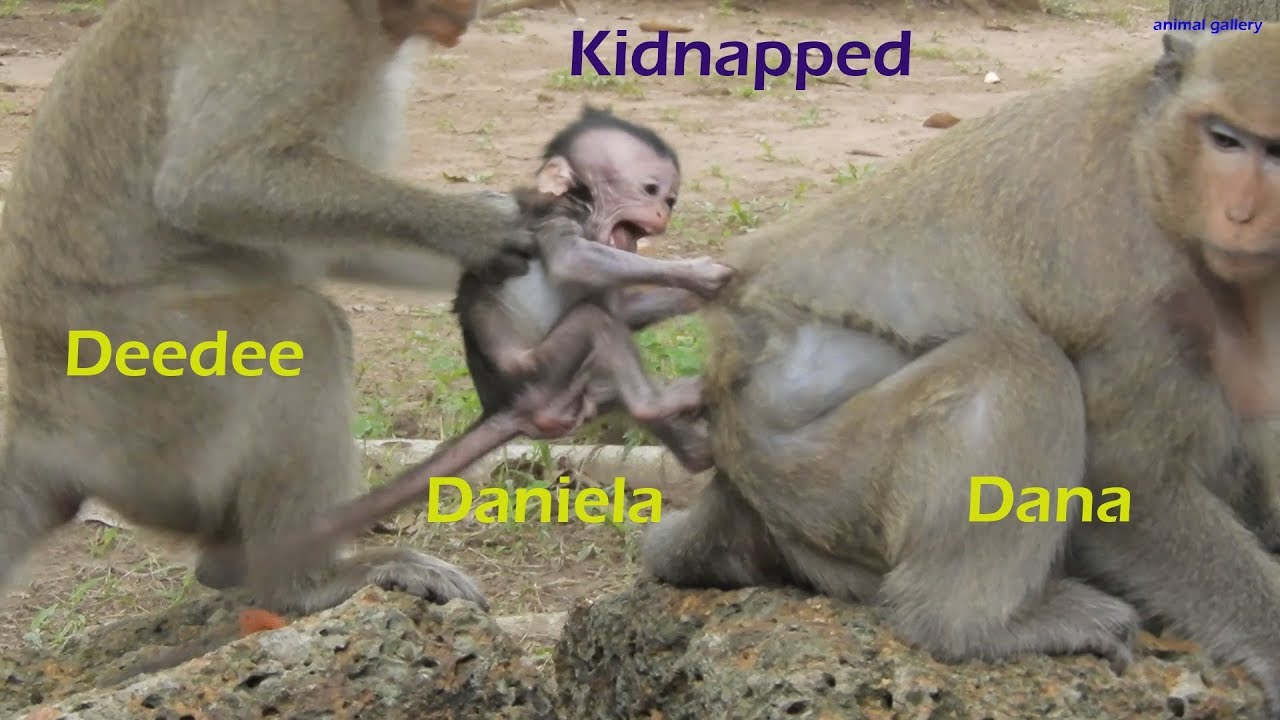 Poor Daniela baby monkey kidnapped by Deedee part #2