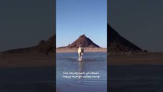 عسى نجد ممطور