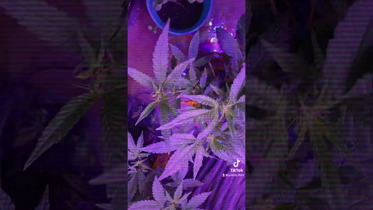 Closeup of bud sites