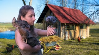 Young Chicks MOVING in the BIG Coop!