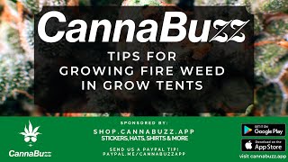 Tips for Growing Great Cannabis in a Grow Tent