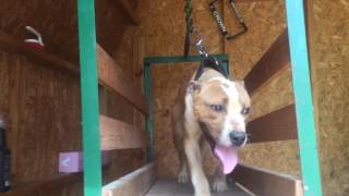 Williamsons Kennel Spring Training