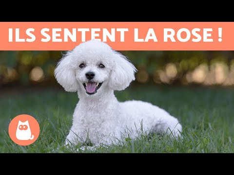 Vidéo: Top 10 des chiots qui ne perdent pas