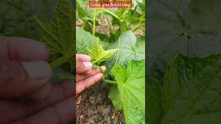 Cucumber farming sosa gach catting shortsyoutubefruit