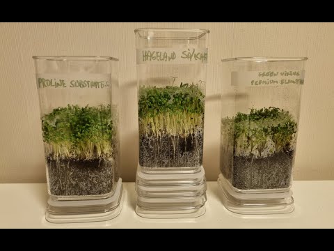 Video: Hvilken jord er egnet for spathiphyllum? Spathiphyllum: hjemmesykepleie, hemmeligheten bak suksess