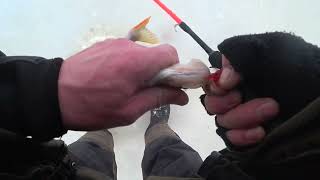 Псковское озеро ,рыбалка по окуню 2.1.2023г