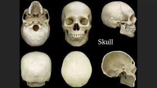 Day 7: Axial Skeleton Chapter 8 Lab 02/02/21 Part 2