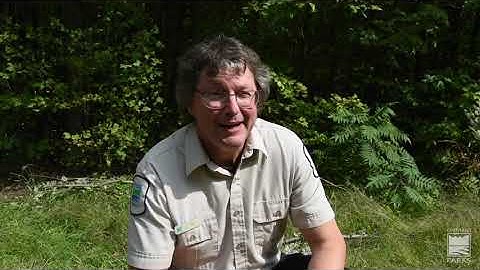 Snapping Turtle hatchlings at Awenda Provincial Park