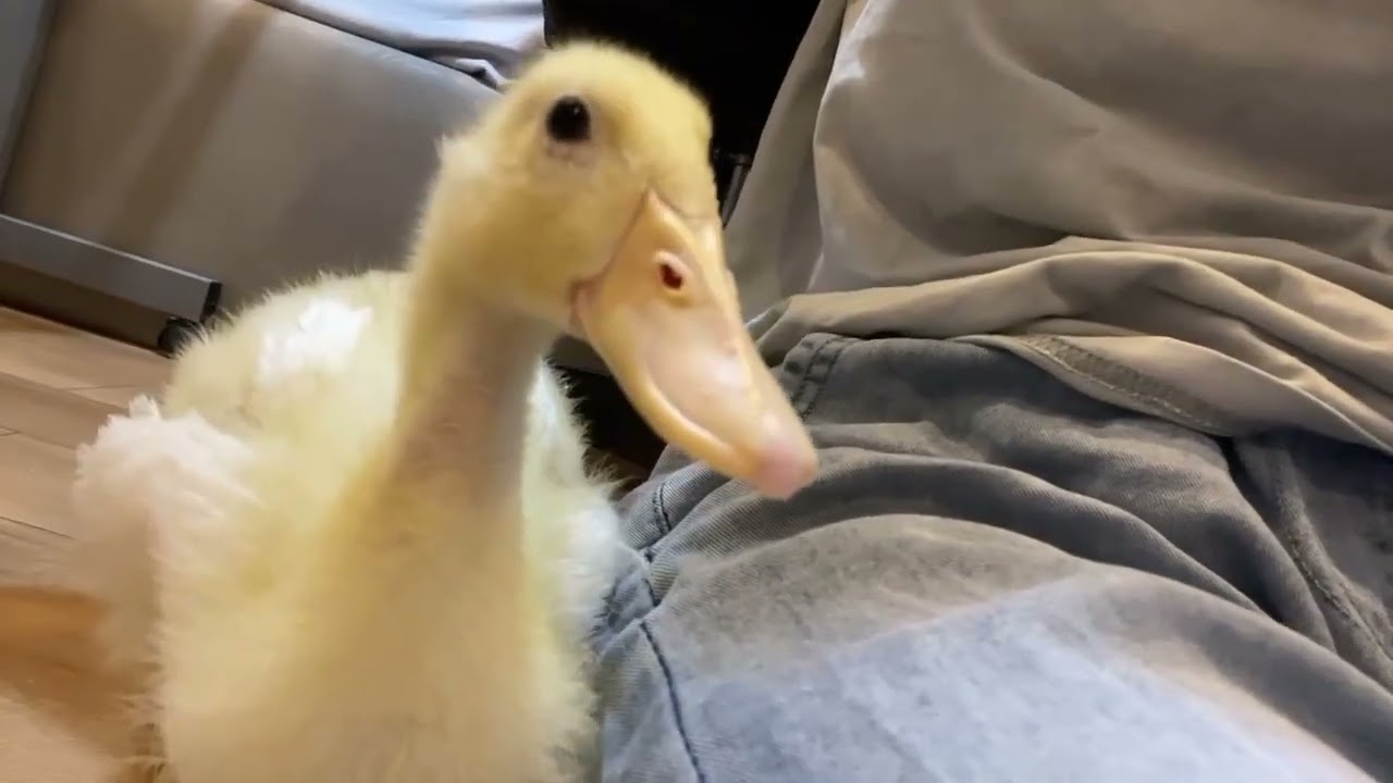 duck tries asmr
