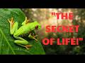 Exploring the World of Amphibians: The Secret of Their Amazing "Two Lives" #amphibians