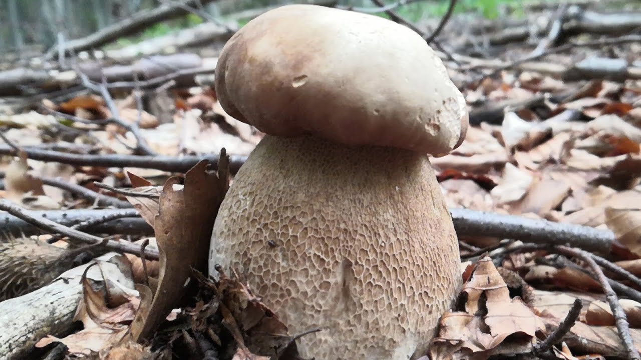 PORCINI 2021 I MIGLIORI FUNGHI DI MAIALE DA UN BELLISSIMO BOSCO DI
