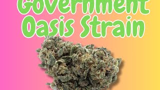 Our Hilarious Experience with the New Oasis Indica Strain: The Sticky Situation!” #marijuanachannel