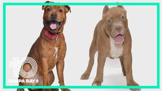 Celebrity Bill moves forward to repeal Florida's last pit bull bans Net Worth
