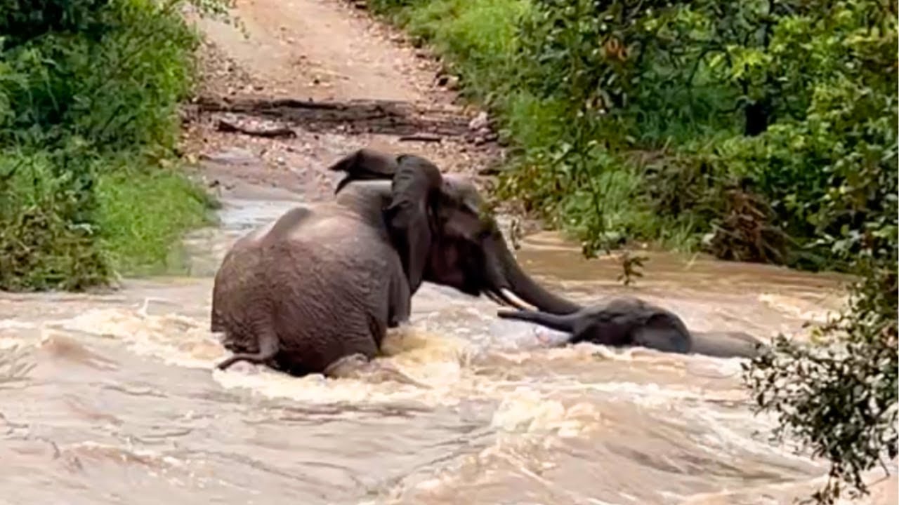 Heart-Stopping Moment Elephant Mum Rescues Calf from Raging Flood