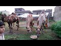 Qurbani Eid Videos 2018 - Wapda Town Sahiwal Qurbani Bulls and Camels