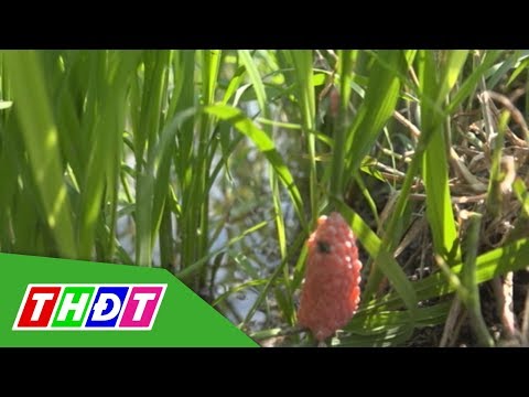 Video Ốc bươu vàng gây hại trên 400 hecta lúa ở huyện Hồng... - youtube