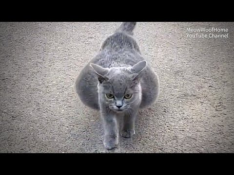 British Shorthair Cat Abandoned Due to Big Belly, But It's Not Pregnant