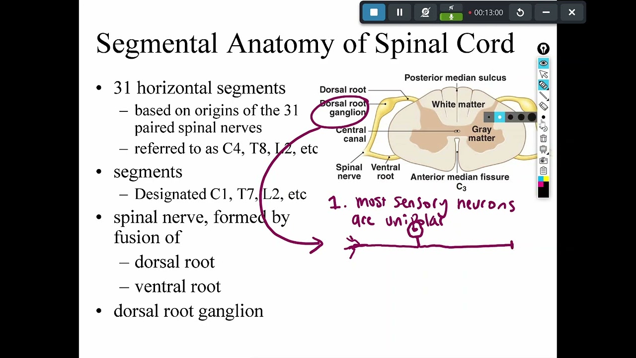 Chapter 13 part one: spinal cord anatomy - YouTube