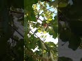 #frutas