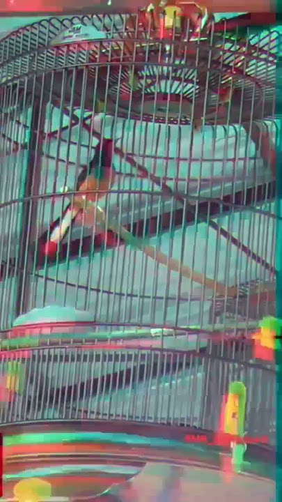 Murai Batu full tembakan !! Isian Gerejanya serem #kicaumania #burung #muraibatugacor  #muraibatu