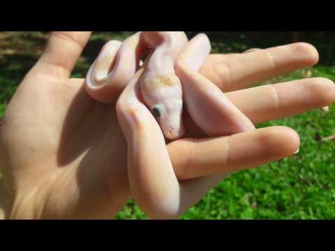 Ivory Reticulated python 50%SD (platinum x lemonglow)