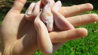 Ivory Reticulated python 50%SD (platinum x lemonglow)