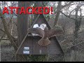 Kestrel attack  somerset barn owl