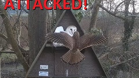 Kestrel Attack - Somerset Barn Owl