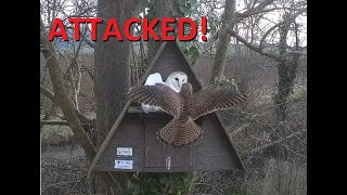 Kestrel Attack  Somerset Barn Owl