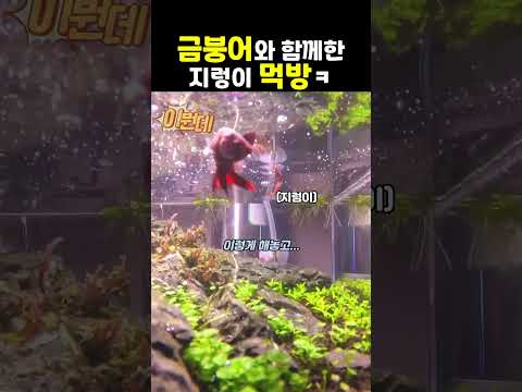 [병맛더빙] 금붕어와 함께한 지렁이 먹방 | #웃긴영상 #웃긴거 thumbnail
