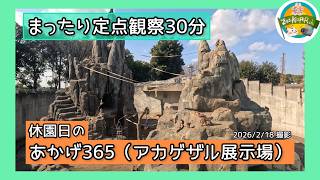 【まったり定点観察30分】休園日のあかげ365（アカゲザル展示場）　東武動物公園　公式YouTubeチャンネル