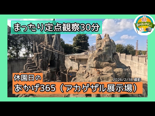 まったり定点観察30分】休園日のあかげ365（アカゲザル展示場） 東武