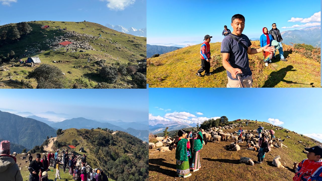 himali ghumti gotha बारपाकी हिमाली घुम्ति भेडी गोठ पुजु डाँडामा गोठ अवलोकन मा दैनिक धेरै पर्यटक हरु