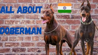 All about Doberman dog breed facts and personality🔥