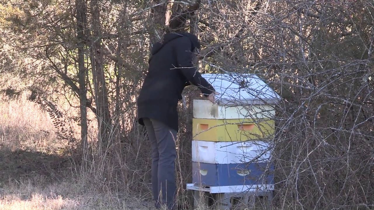 Bees and Beekeeping at the University of Tennessee YouTube