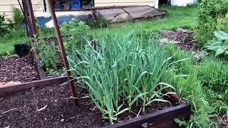 A Box Garden Ramble