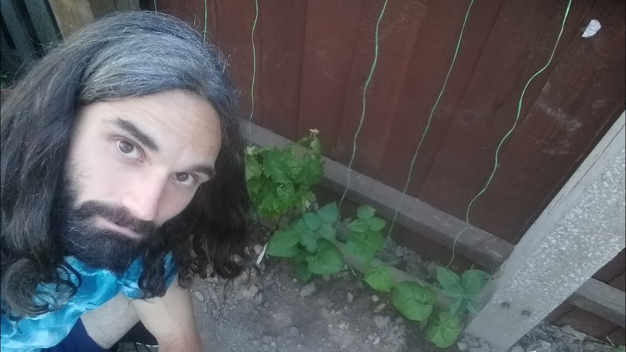 How to grow runner beans in a small space. 