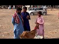 Bakri lena deara murad gaie vilog 😂😂#funny #sindhiradhno #comedyfilms #comedy #comedy #vilog