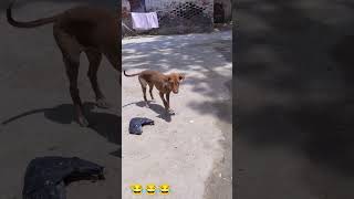 #dog# कुत्ते कि समझदारी#😂😂