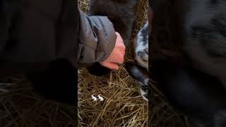 2 very fluffy little bunnies!π€ #cute #aww 2 very fluffy little bunnies!π€ #cute #aww
