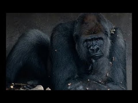 О чем думают животные! Документальные фильмы, фильмы про животных