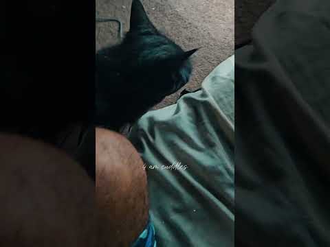 My queen at 4 am #love #vibes #cat #queen #black