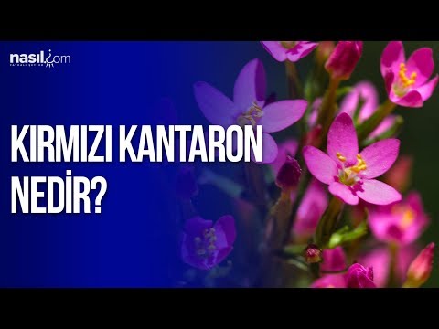 Video: Kırmızı yağ nedir?