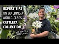 Expert Tips to Help YOU Build a World-Class Cattleya Orchid Collection (with Dave of Waldor Orchids)