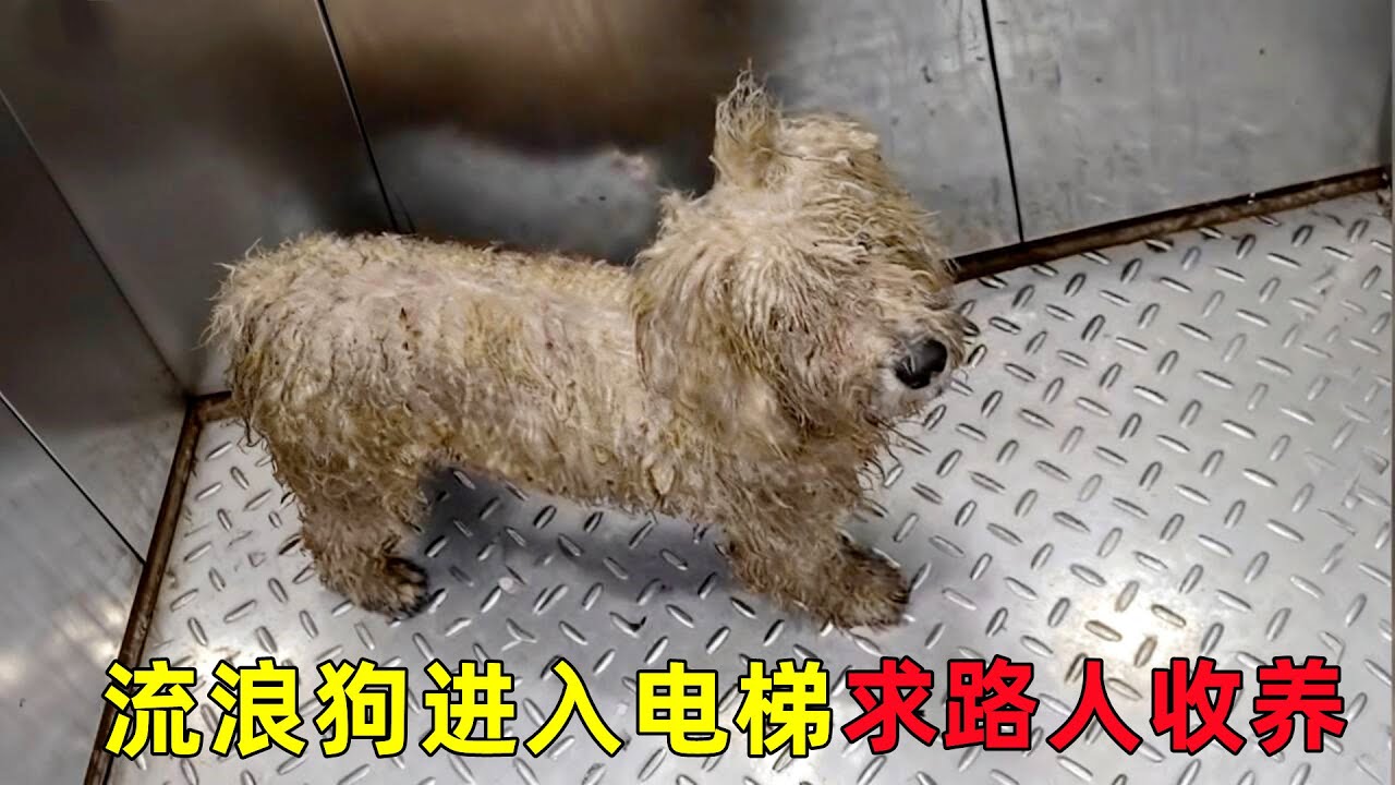 流浪狗进入电梯求收养，不料被收编后，它又带回一只流浪狗朋友
