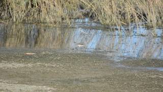 Witgat - Tringa Ochropus - Noordwaard - Brabantse Biesbosch